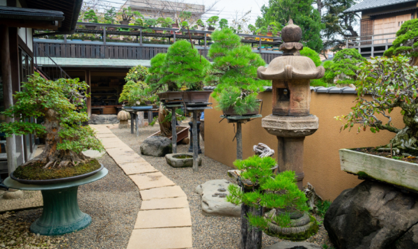 Teras dengan atap jerami dan rak bambu untuk tanaman bonsai